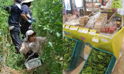 農業と福祉の連携を支援